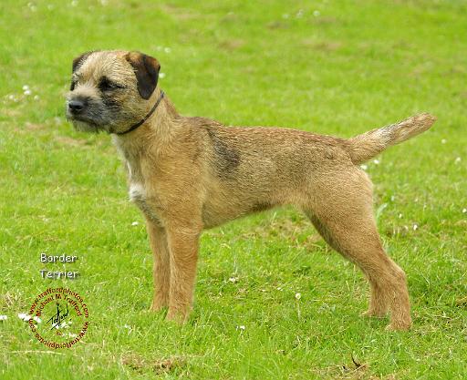 Border Terrier 8T90D-03.JPG